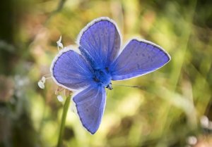butterfly-4859190_960_720.jpg