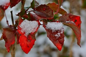 winter-4710916_960_720.jpg