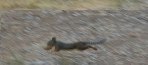 zippy running with cone.jpg