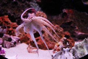 octopus-259740_960_720.jpg