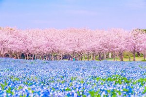 Spring3.jpg