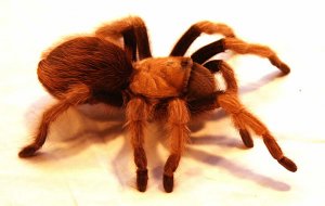 Tarantula-red.jpg
