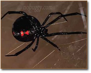 blackwidow5.jpg