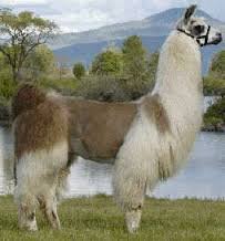 Llama.jpg