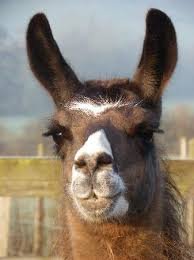 Llama2.jpg