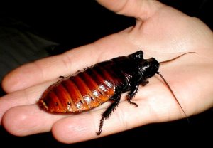 MadagascarRoach.jpg