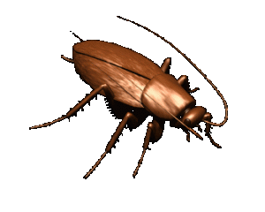 roach_animated.gif