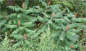 sumac.jpg