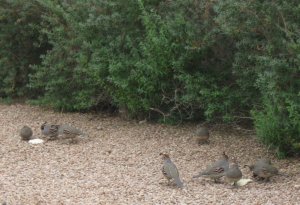 Quail.jpg
