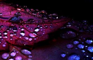 new oregon rain2.jpg