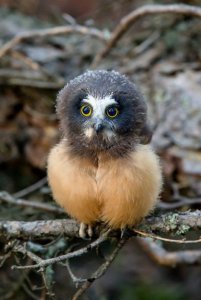 brown owlette.jpg