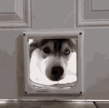 doggy door Hi.gif