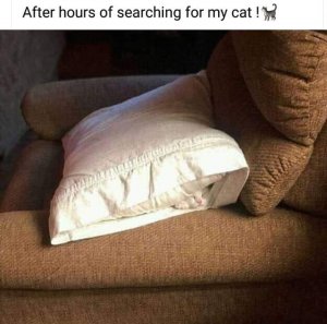searchingformycat.jpg