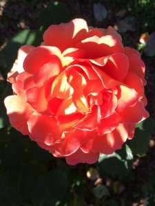 3A38626A-3200-4ED2-B2CF-9AE686C45F53.jpeg
