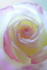 Beautiful Rose.jpg
