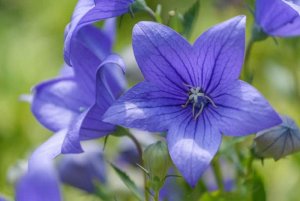 balloon-flower_Platycodon-grandiflorus.jpg