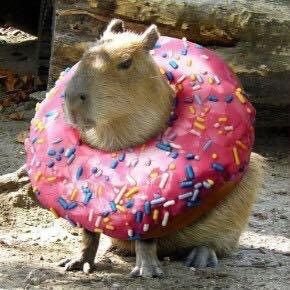 portable snack.jpg