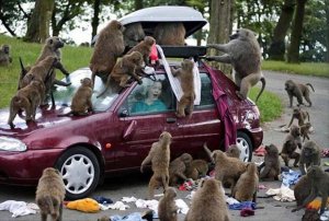 monkeys-taking-all-your-stuff.jpg