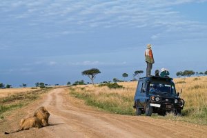 Lion safari.jpg