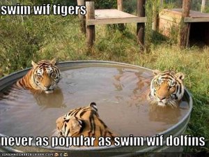 nobody-wants-to-swim-with-tigers.jpg
