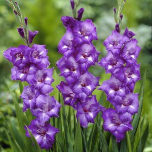 purple-gladiolus.jpg