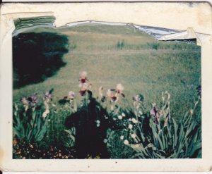 flower.jpg