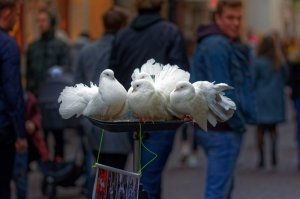 pigeons-4635346_960_720 - Copy.jpg