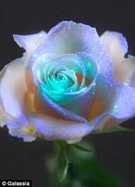 flower2.jpg