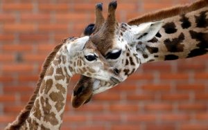 im-134208 - Copy (2).jpg