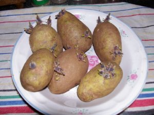 potatoes.jpg