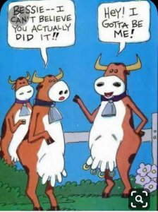 cow.jpg