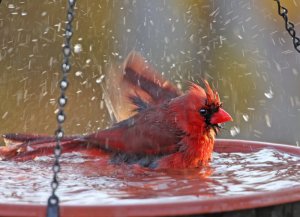 cardinal.jpg