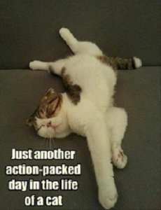 action packed.jpg