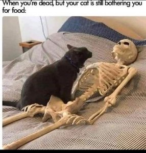food.jpg