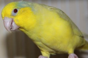 yellow2.jpg