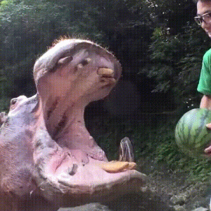 giphy (1).gif