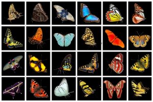 nature-2769471_960_720.jpg