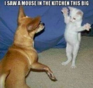 Mouse in the kitchen.JPG