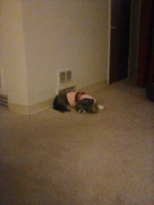 IMG_20200304_002437.jpg