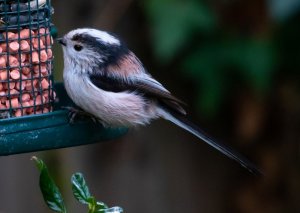 long-tailed-tit-4758031_960_720 - Copy.jpg