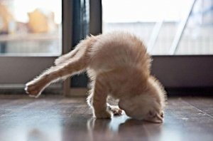 Yoga.jpg