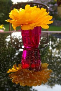 yellow-tumor-1410519_960_720.jpg