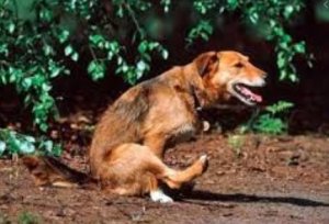 dog.jpg