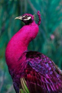 4842eaa4af19fe689dc0c95c04042362 - Copy - Copy.jpg