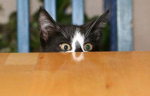 Lurking @.jpg