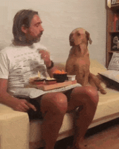 THATDOG.gif