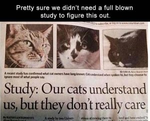 cats understand.jpg