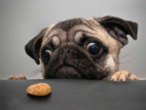 Cookie @.jpg