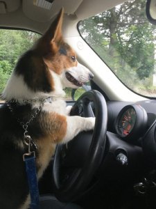 atticusdriving.jpg