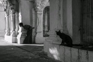bw cat stuff.jpg